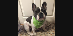 French bulldog wearing bandana