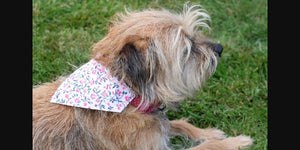 Border Terrier wearing bandana