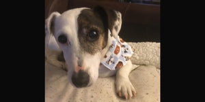 Jack Russell dog wearing bandana