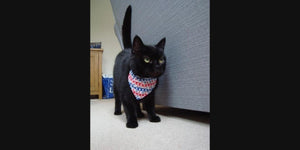 Black cat wearing bandana